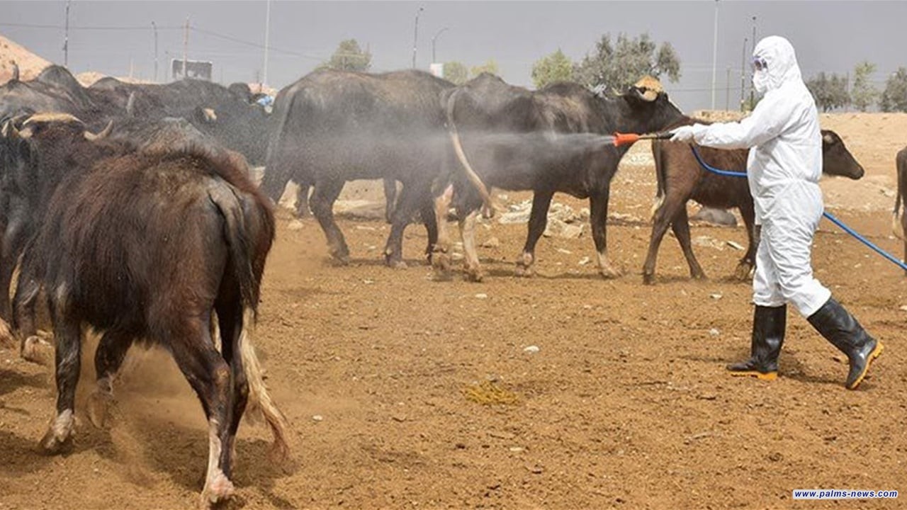 الصحة تكشف إحصائيات الحمى النزفية في عموم العراق